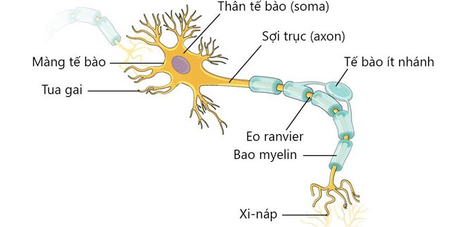 Tế bào gốc thần kinh người